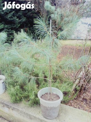 Himalájai selyemfenyő csemeték