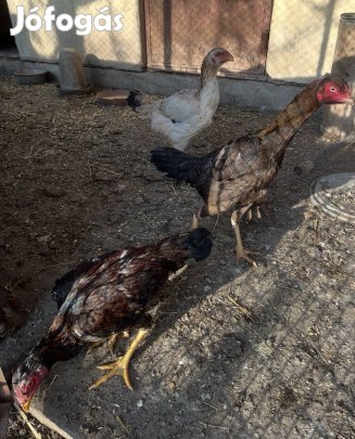 Hint harci tyúk + kakas