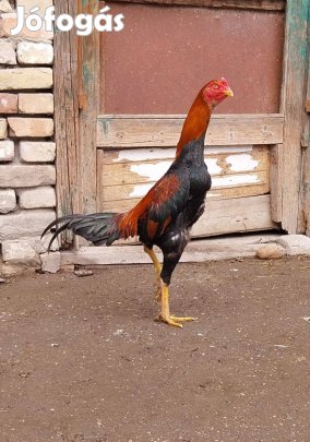 Hint viador kakasok, tyúkok eladók