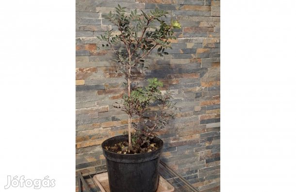 Híoszi Pisztácia, Masztix- Pistacia Lrntiscus