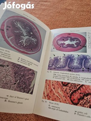 Histology - A Colour Atlas Kiss - Réthelyi angol nyelvű orvosi könyv