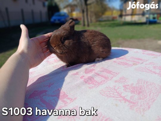 Hivaralosan tetovált Színes "holland" Törpenyúl / nyúl