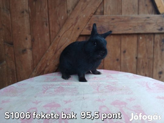 Hivatalos származási lappal, tetoválva Színes Törpenyúl