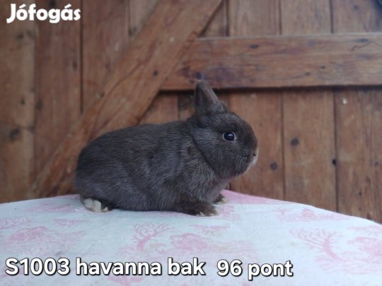 Hivatalos származási lappal, tetoválva Színes Törpenyúl