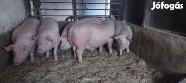 Hízó, Sertés eladó 