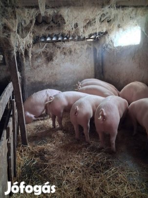 Hízó, hússertés. Dabas