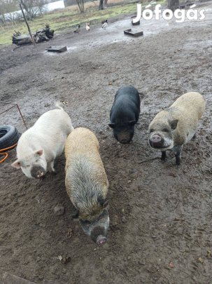 Hízó, ivartalanított disznók