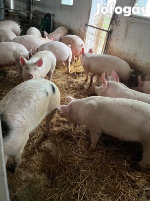 Hízó, sertés 100-140 kg között