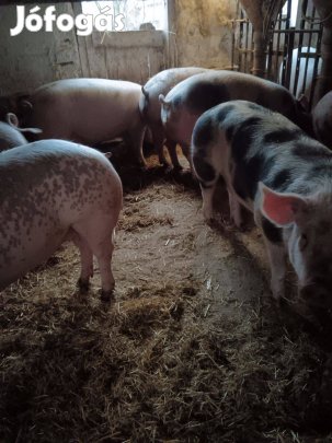 Hízó, sertés, süldő