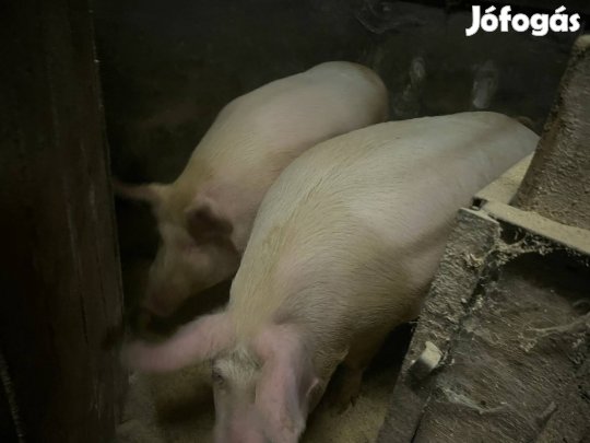 Hízó, süldő eladó