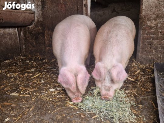 Hízó, vágó sertés, disznó