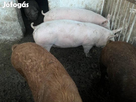 Hízó, vágósertés eladó