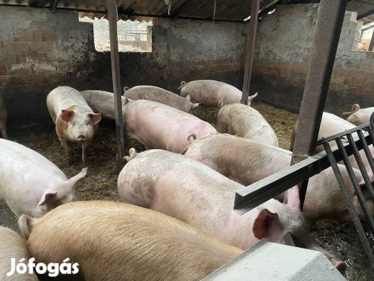 Hizo csere juh bárány birka