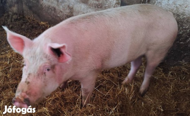 Hízó disznó, sertés