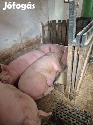 Hízó disznó eladó