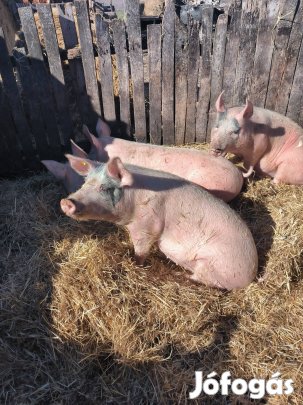 Hízó disznók elado 