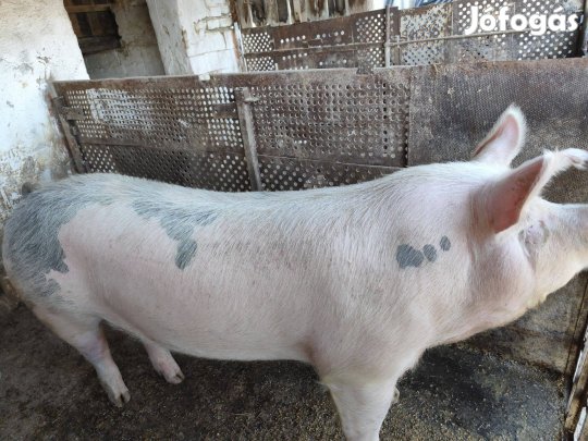 Hízó disznók eladók
