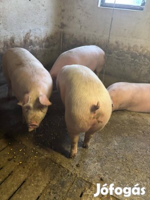 Hízó eladó 100-250 kg ig!