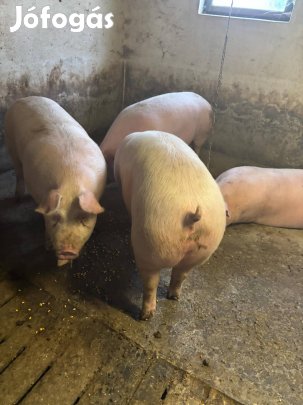 Hízó eladó 100-250 kg ig!