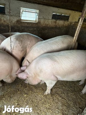 Hízó eladó 100-tól 250 kg ig!