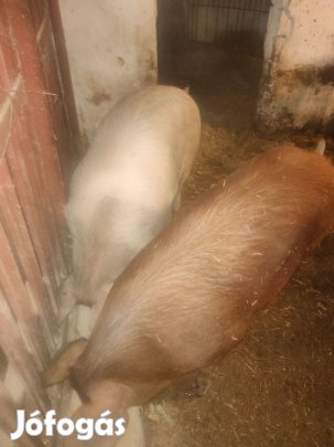 Hízó eladó 120 kg