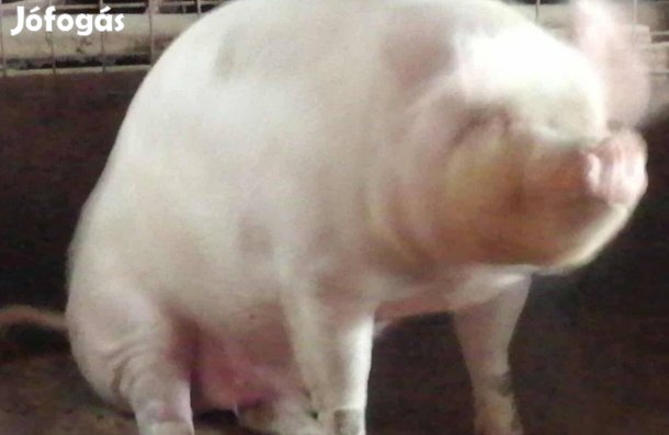 Hízó eladó 130-150kg súlyban, húsjellegű