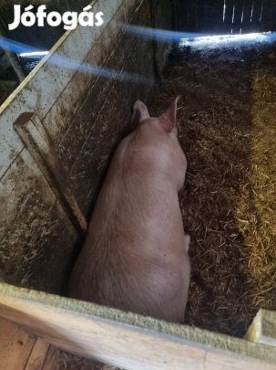 Hízó eladó 160-180kg 