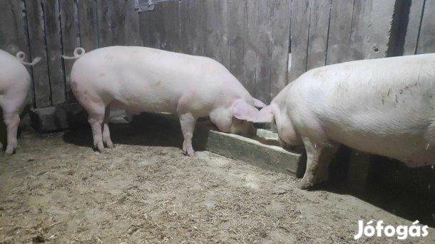 Hízó eladó 2 db