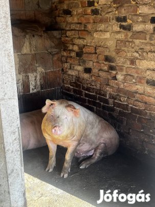 Hízó eladó 5 db