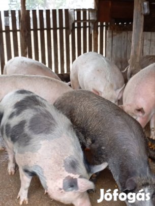 Hízó eladó 800/kg