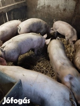 Hízó eladó 850 Ft/kg