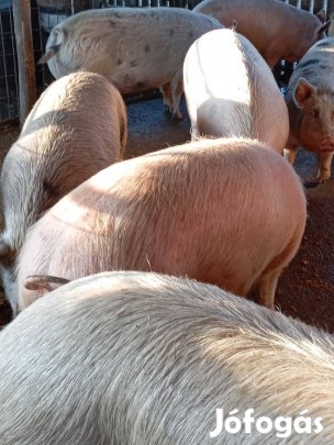 Hízó eladó 900/kg