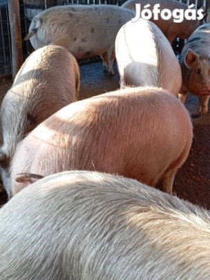 Hízó eladó 900/kg