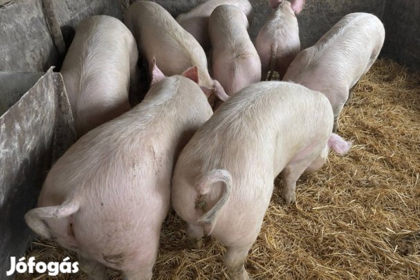 Hízó eladó Balmazújvárosban