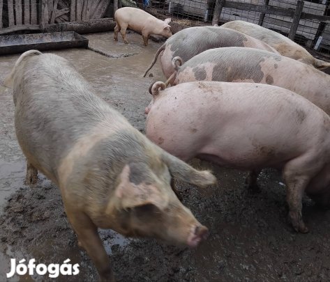 Hízó eladó Debrecen Diószegi úton!