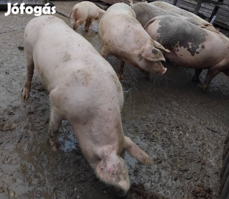 Hízó eladó Debrecenben!