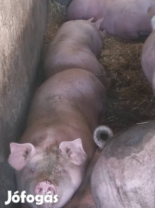 Hizó eladó Fegyverneken 