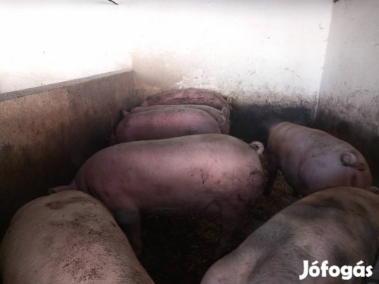 Hízó eladó Fegyverneken 