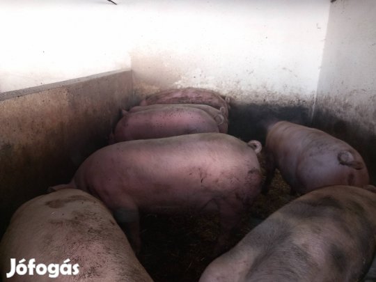 Hizó eladó Fegyverneken 