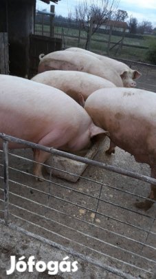 Hizó eladó Gyulán