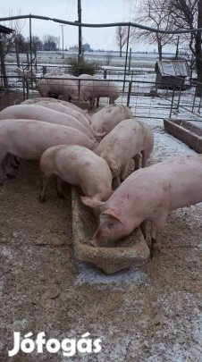 Hizó eladó Gyulán