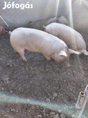 Hízó eladó Hypor maxter