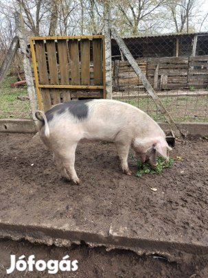 Hízó eladó KB 140 kg