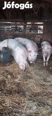 Hízó eladó Mátészalkán 