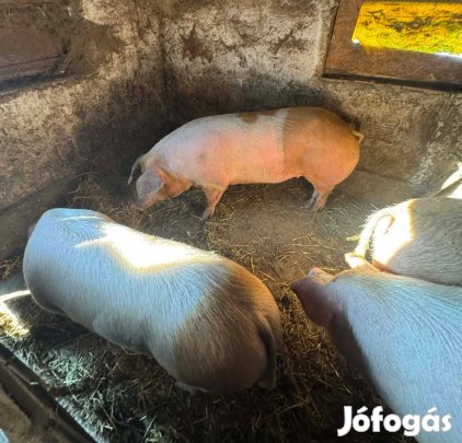 Hízó eladó Perkátán