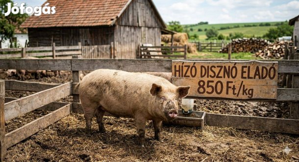 Hízó eladó Sóshartyánban, 850 Ft/Kg