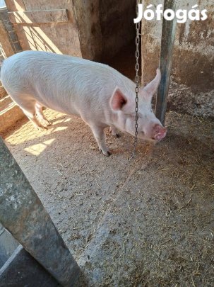 Hízó eladó Tápiószelén