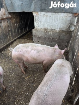 Hízó eladó Újfehértón 