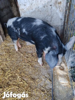 Hízó eladó. 75000ft