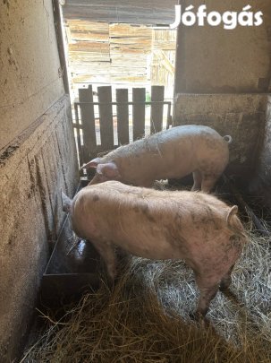 Hízó eladó  Mátészalkán